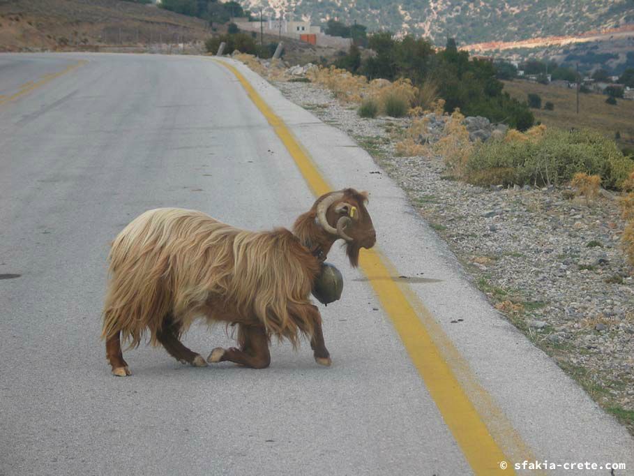 Photo report of a trip to Pachnes and Anopoli and around, Sfakia, October 2007